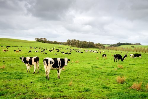 Des vaches qui paissent dans une ferme laitière. | Source : Shutterstock
