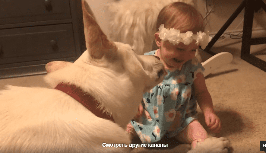 Le chien rend des bisous à la petite fille. | Photo : Facebook/ViralHog