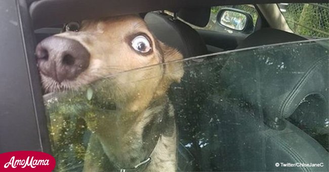 Ce chien a été laissé à l'intérieur d'une voiture en plein soleil, en train de pleurer et de hurler