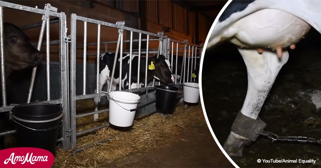 Voici des scènes violentes envers des vaches nouveau-nées maltraitées par des agriculteurs de la ferme laitière biologique
