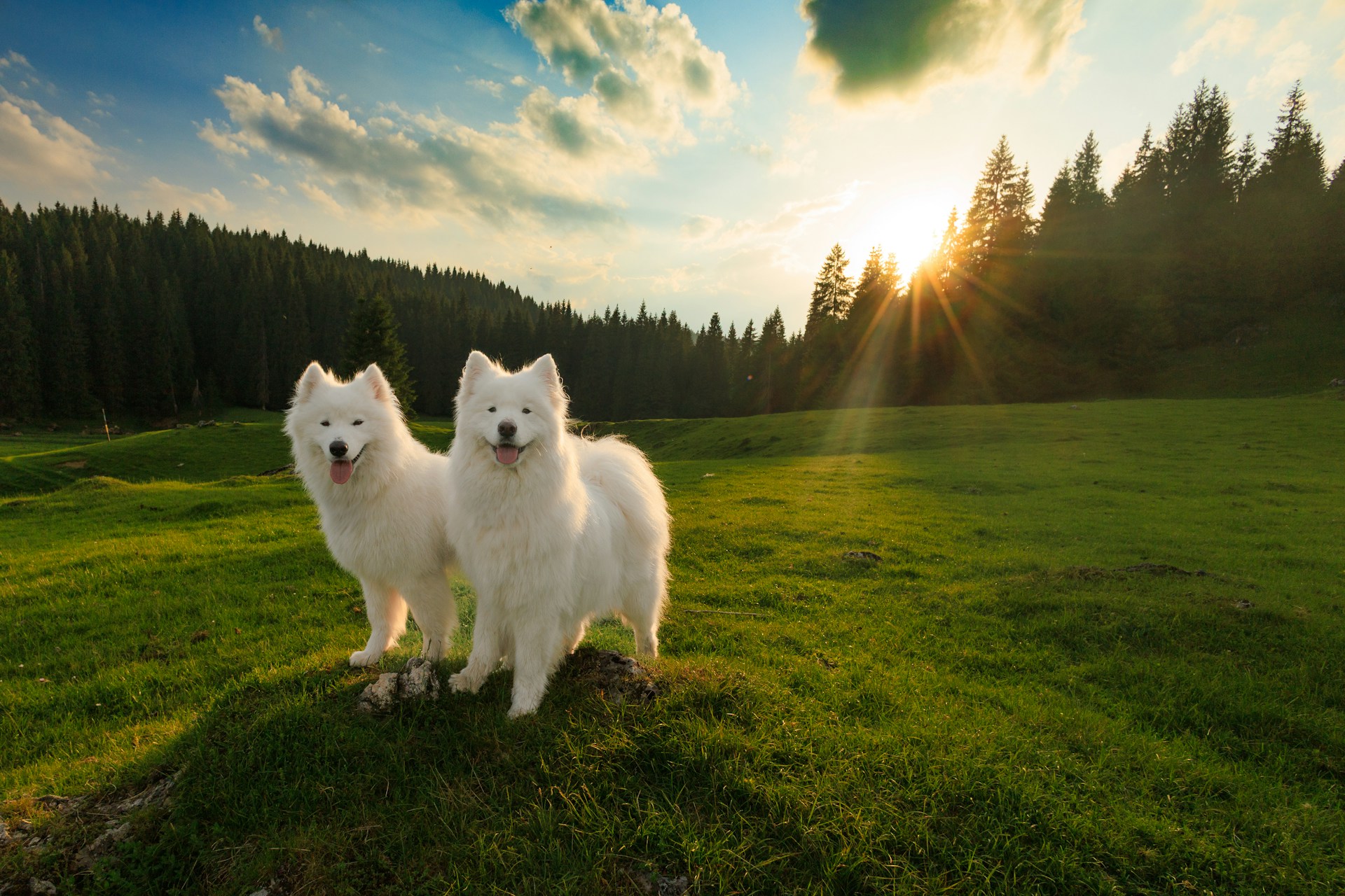 Deux adorables chiens | Source : Unsplash