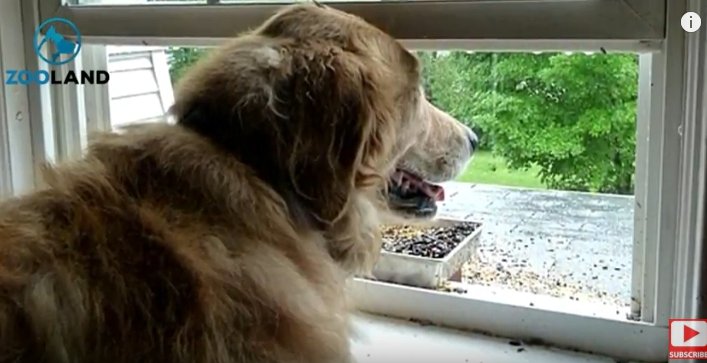 Sadie attend son maître devant la fenêtre. | Photo : Youtube/Zooland
