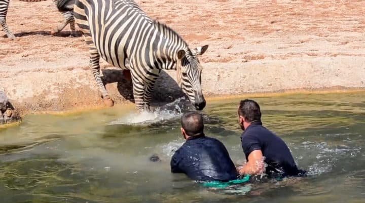 Une histoire touchante sur la façon dont les hommes plongent dans l'eau pour sauver un bébé zèbre qui se noie devant sa mère