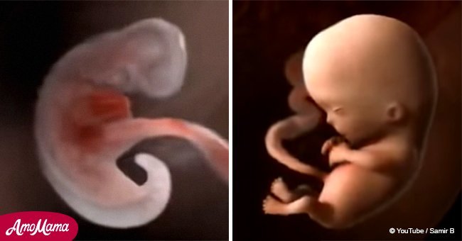 Neuf mois dans l'utérus capturés dans une vidéo incroyable