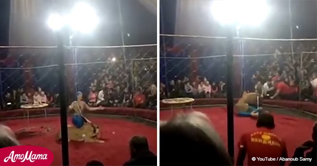 Un lion de cirque se jette sur une fillette à travers une cage protectrice