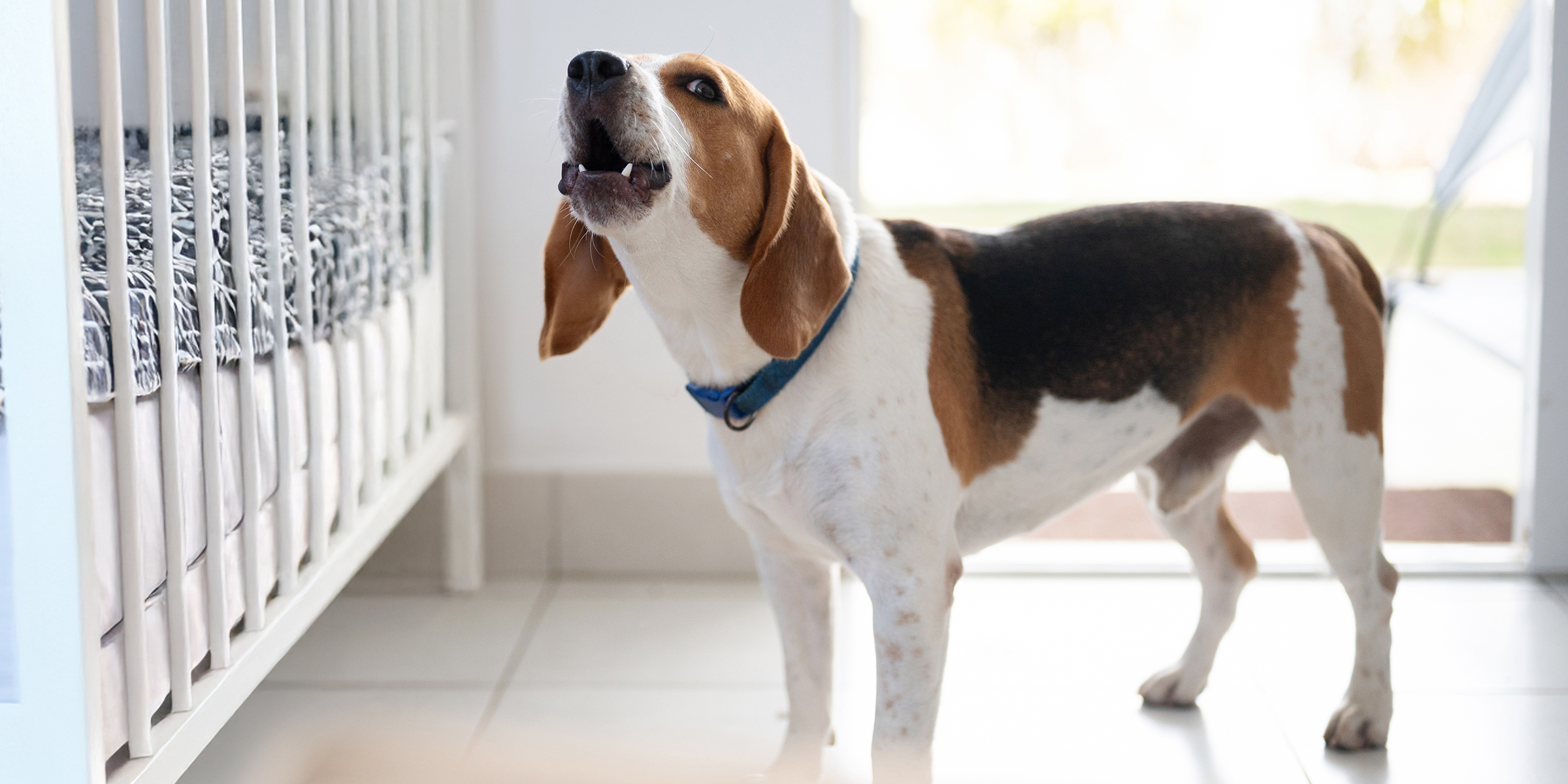 Un chien qui aboie devant un berceau | Source : Shutterstock