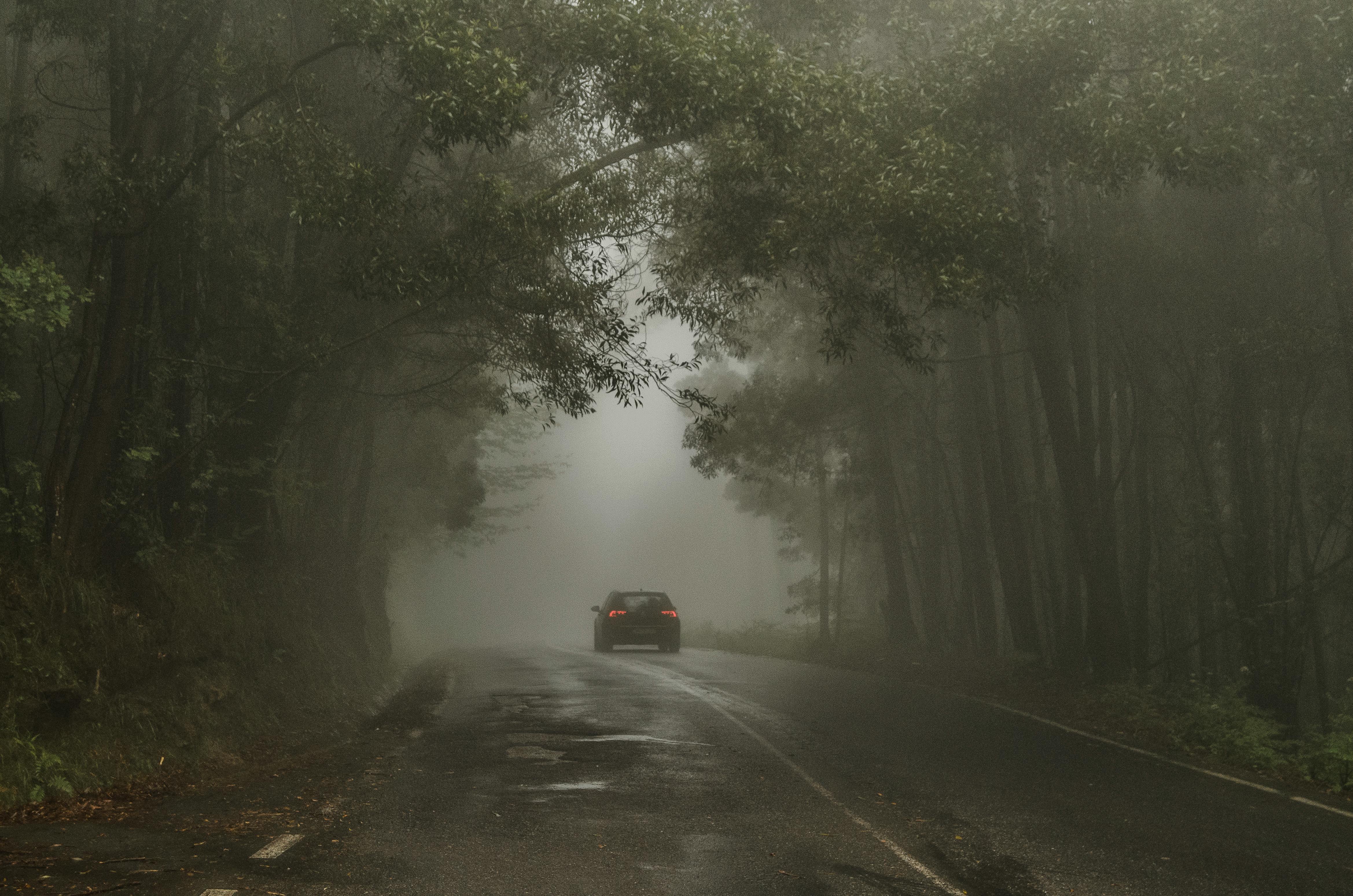 Une voiture en train de rouler en pleine forêt | Source : Pexels
