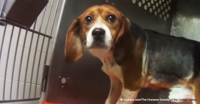 Les chiens qui ont été gavés de fongicides dans le cadre d'une étude d'un an seront abattus