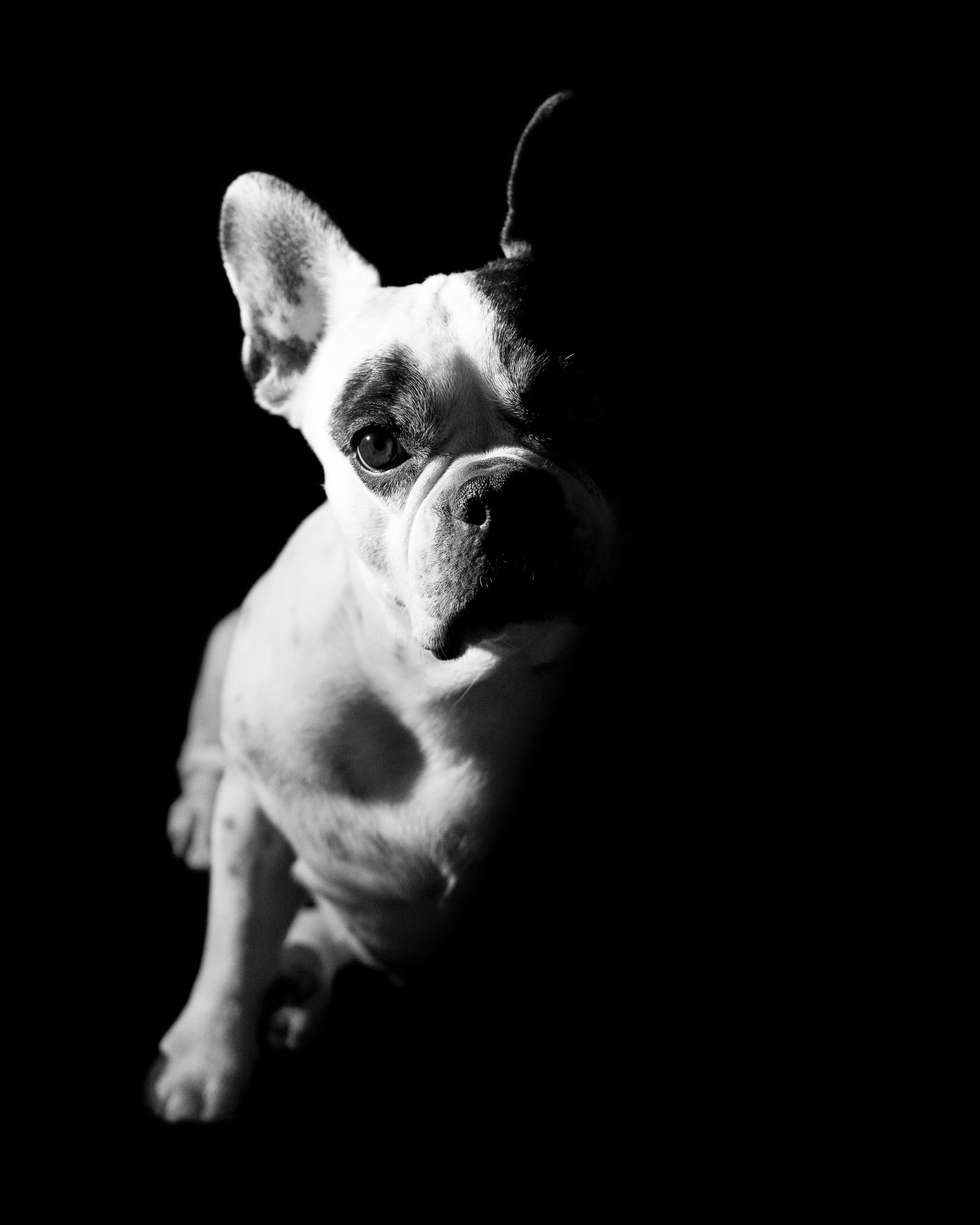 Un bouledogue français à l'air triste | Source : Pexels