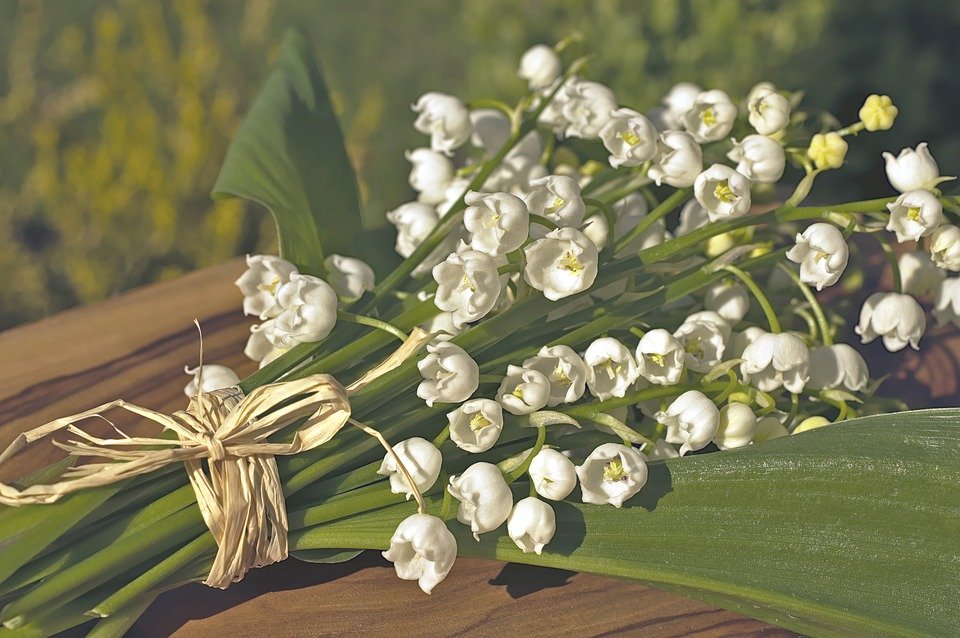 Fleur de muguet. | Photo : Pixabay