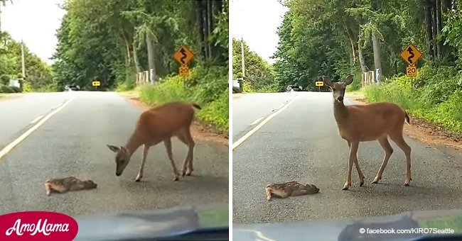 Vidéo touchante d'un bébé cerf effrayé au bon milieu de la route puis sauvé par sa maman
