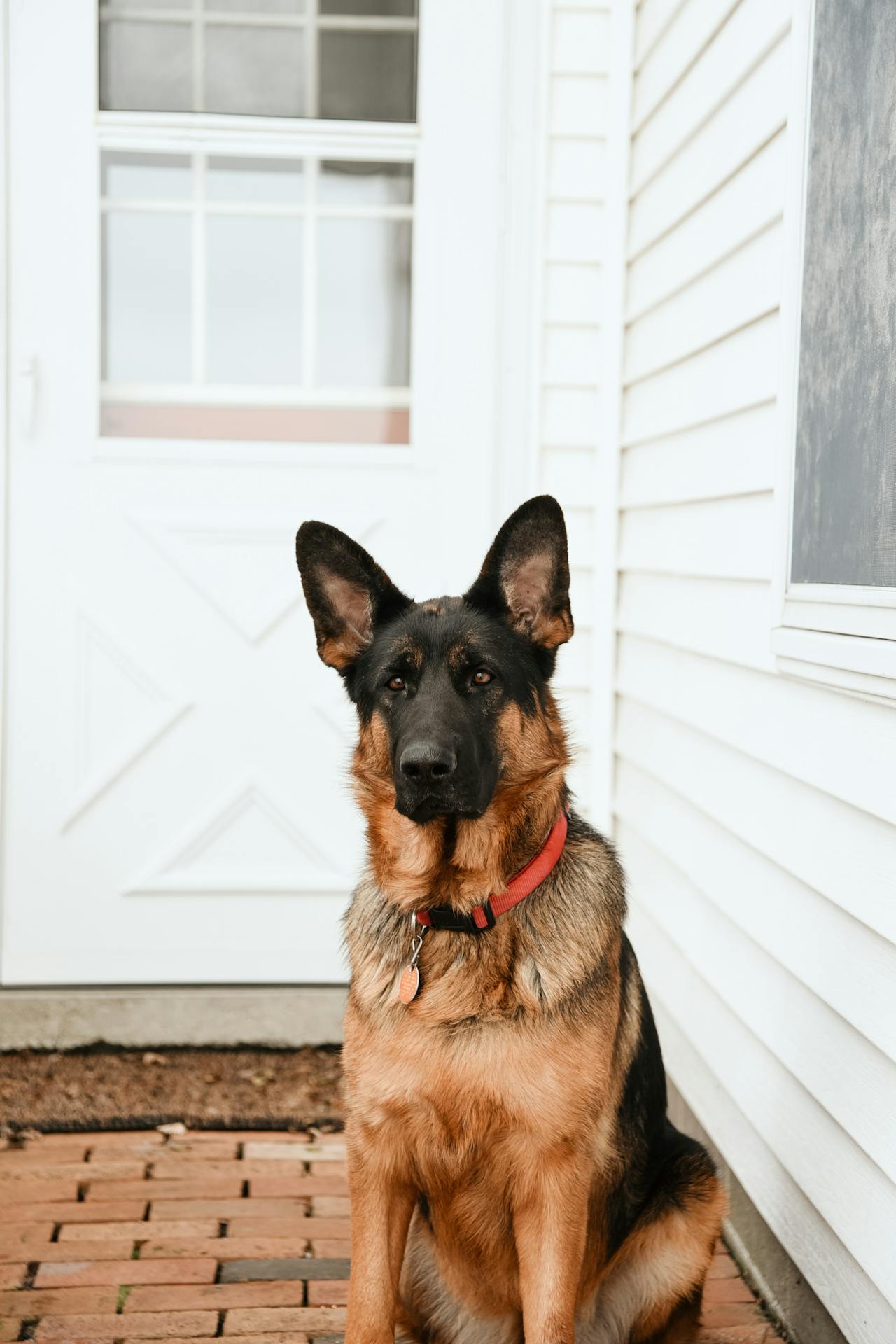 Un chien anxieux assis à côté de la porte et qui fait le guet | Source : Pexels
