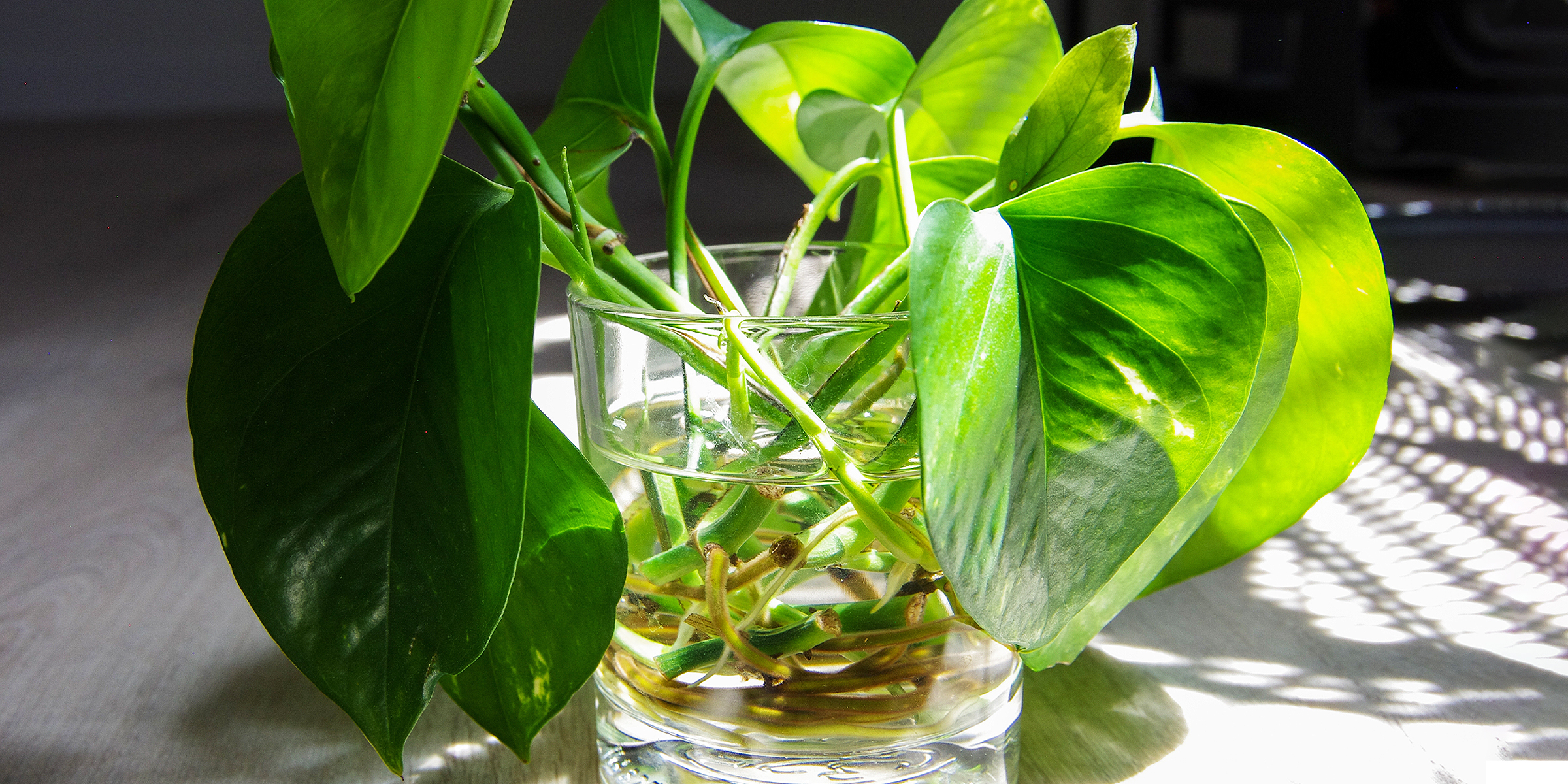 Boutures de feuilles de pothos multipliées dans un verre d'eau | Source : Shutterstock