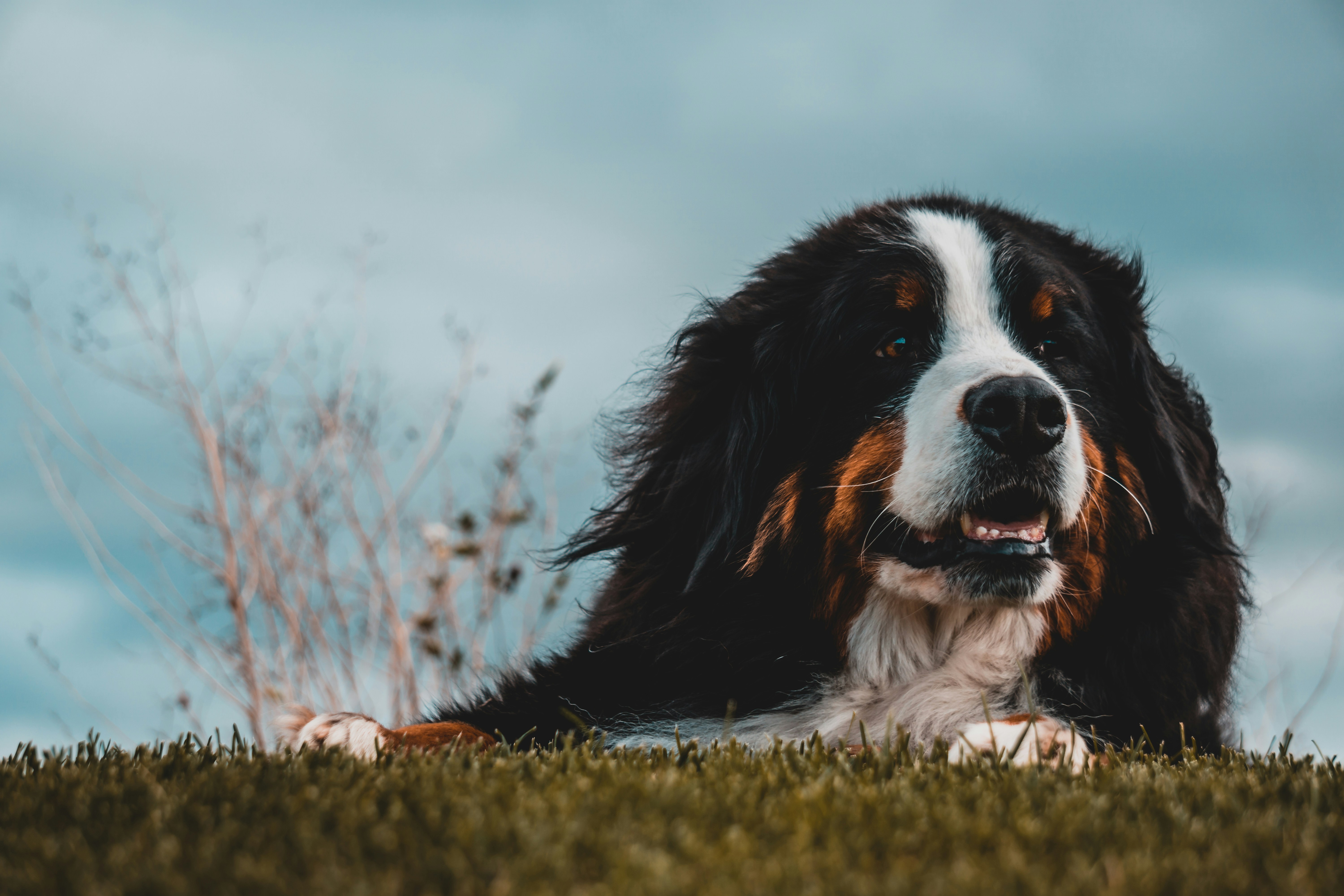 Un chien mignon | Source : Unsplash