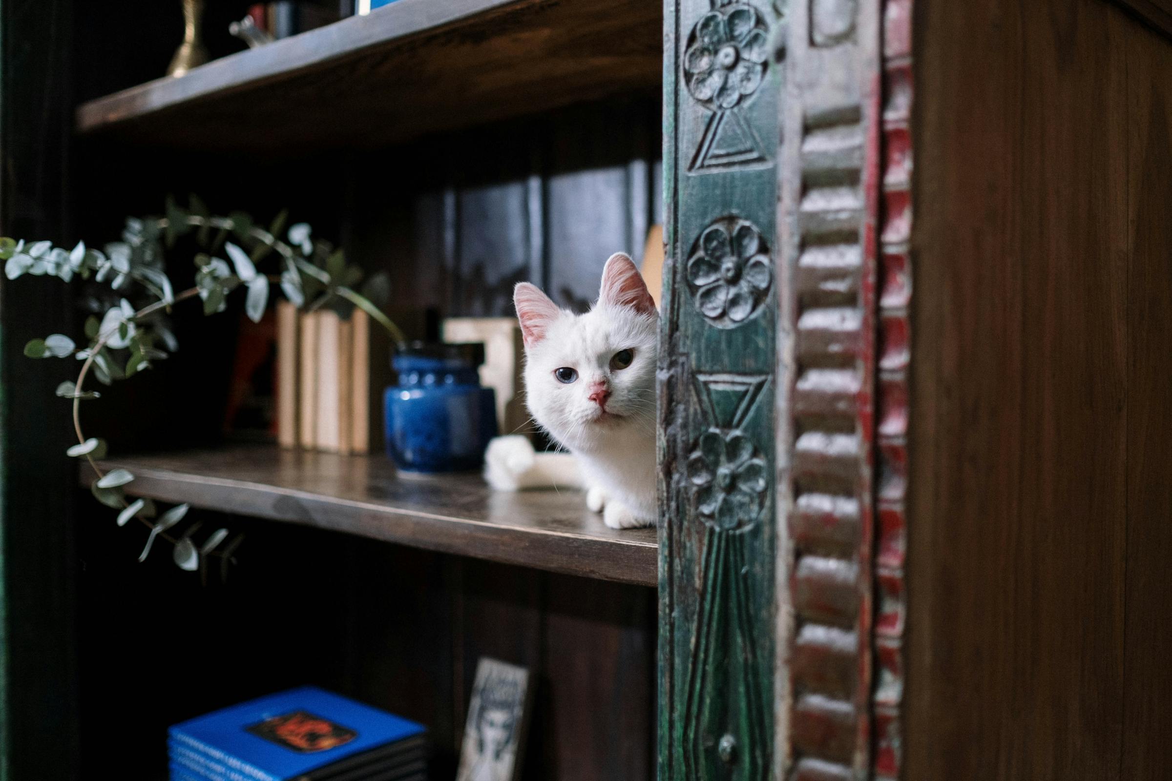 Un chat blanc assis sur une étagère | Source : Pexels