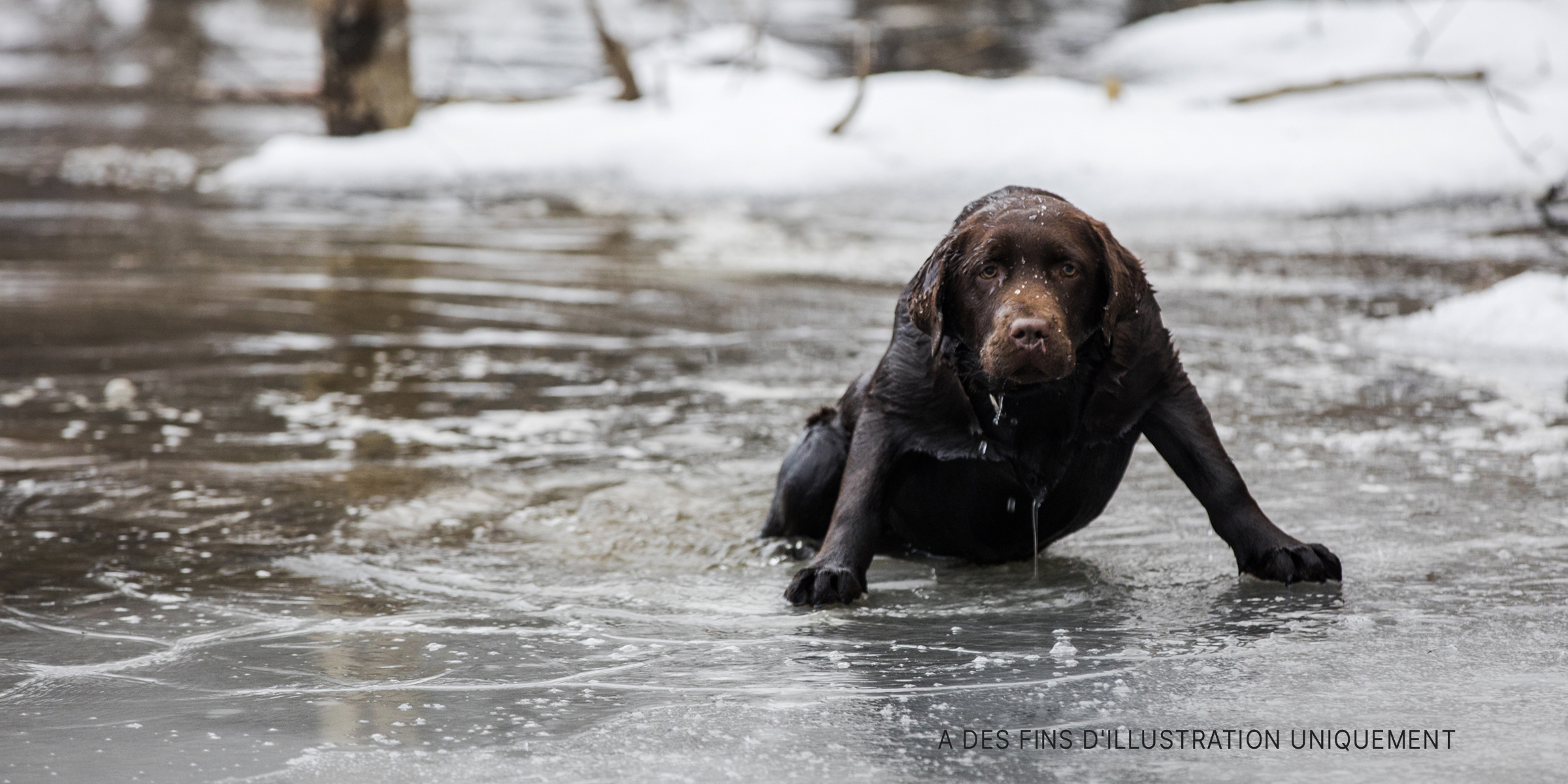 Un chien dans l'eau glacée | Source : Getty Images