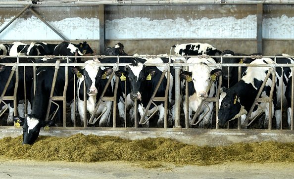 Des vaches mangent de la nourriture dans la ville.| Photo : Getty Images