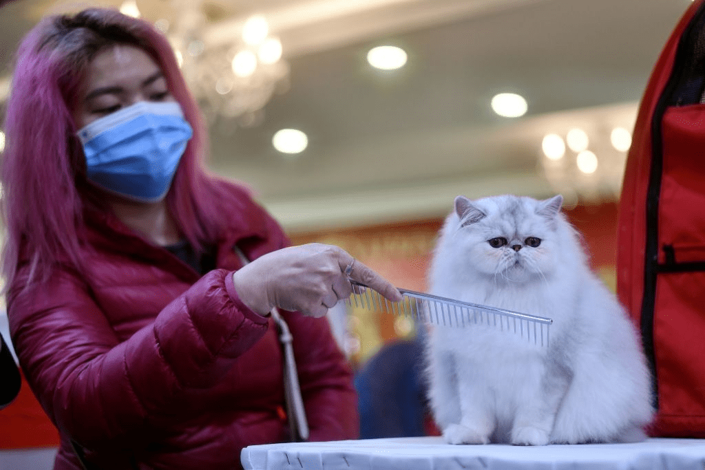Une participante portant un masque protecteur peigne son chat Winter Sonata, une race persane, lors de la première exposition féline nationale du Vietnam à Hanoi, au milieu des inquiétudes liées à l'épidémie de coronavirus COVID-19, le 16 février 2020. | Photo : Getty Images