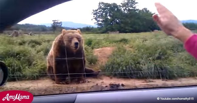 Une femme a fait coucou à un ours de 130 kilos depuis sa voiture et il lui a répondu de la manière la plus parfaite qui soit