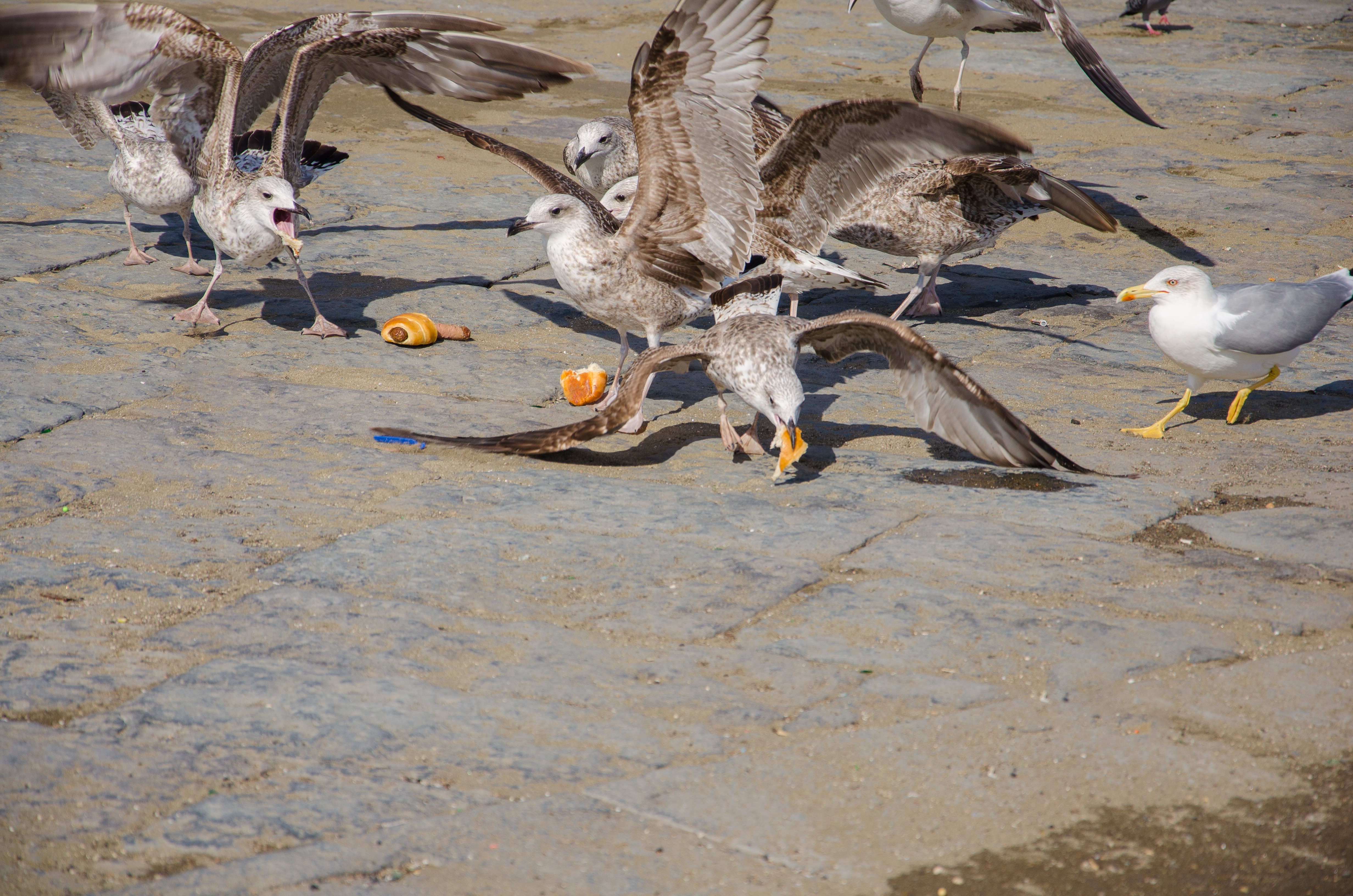 Des mouettes se disputent et mangent de la nourriture. | Source : Shutterstock