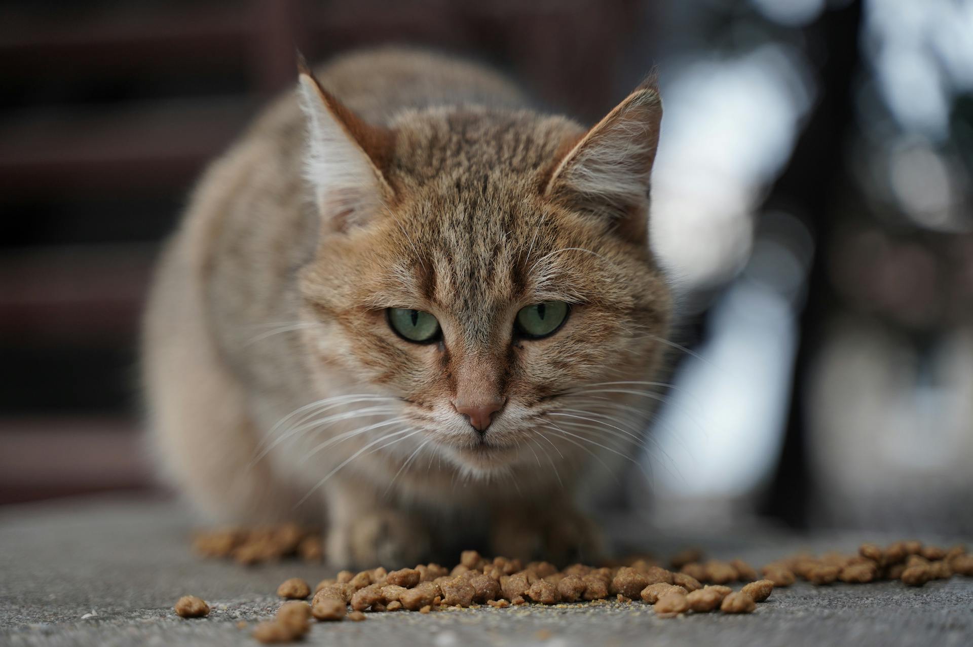 Une photo en gros plan d'un chat | Source : Pexels