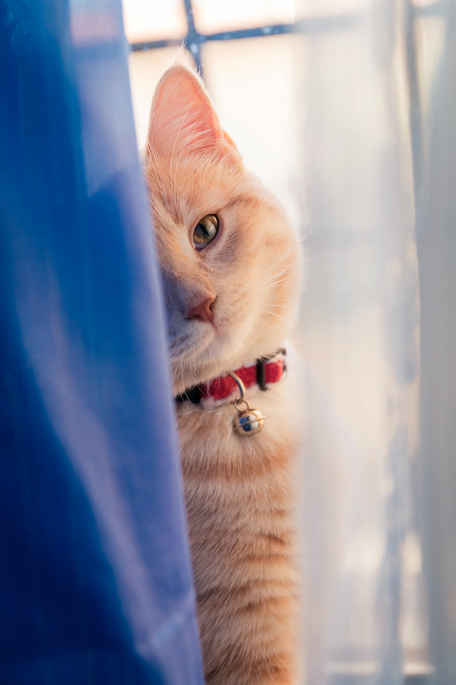 Un chat assis derrière un rideau | Source : Pexels