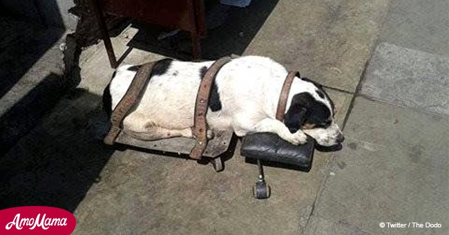 Ce chien est resté attaché pendant des semaines avant qu'une personne au bon coeur ne vienne à son secours