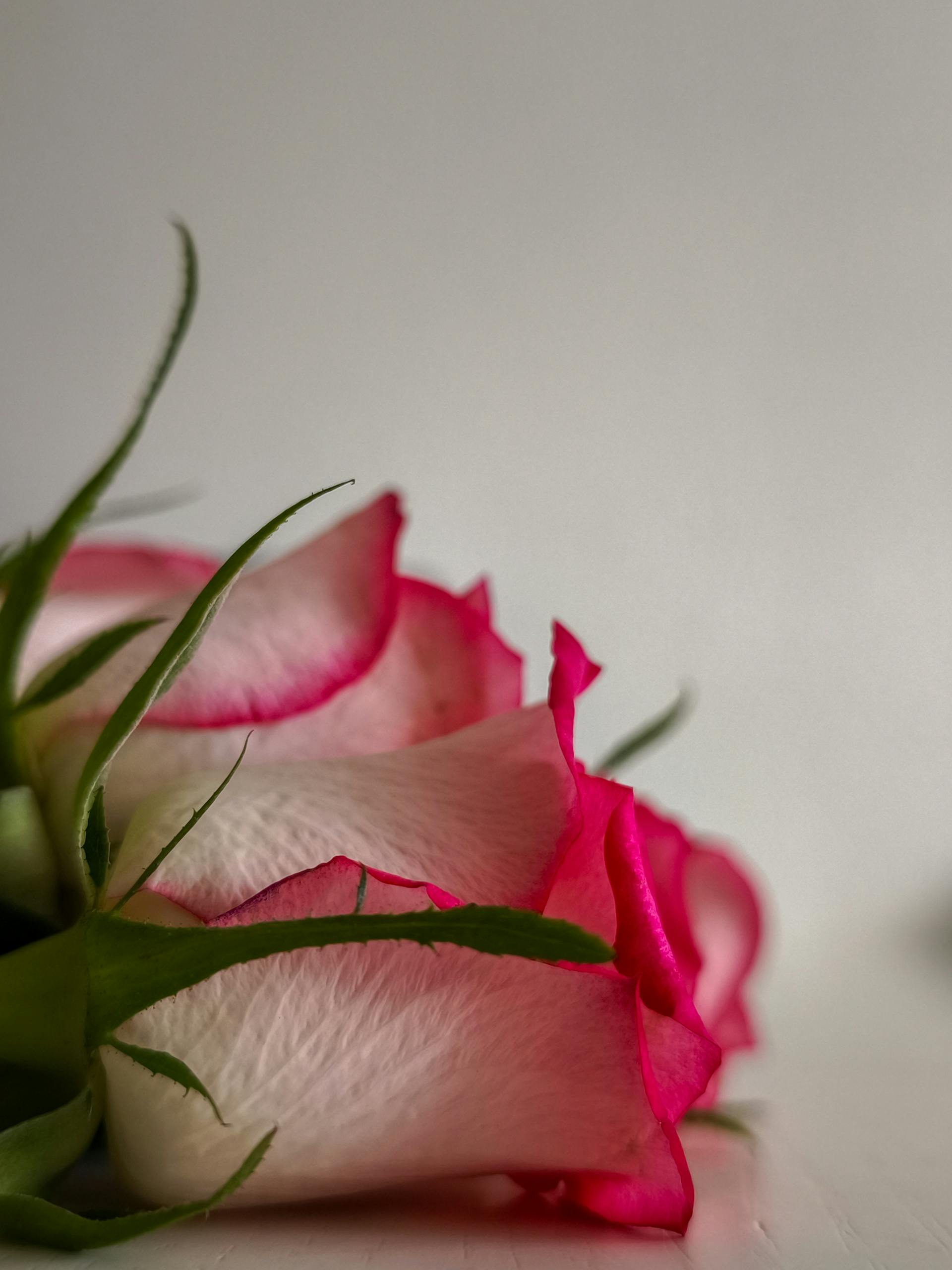Une rose rose sur une surface blanche | Source : Pexels