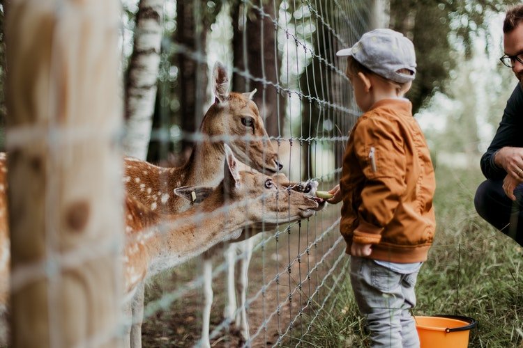 Un enfant donnant à manger à un animal en cage | Photo : Pixabay