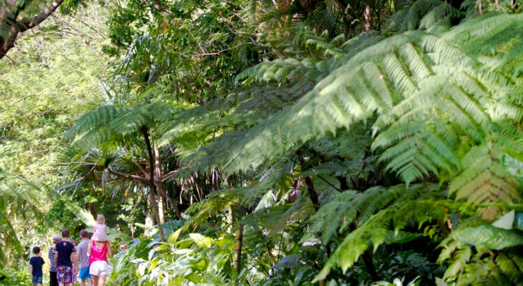 L'ancienne propriété de Coluche en Guadeloupe | Source : jardin-botanique.com
