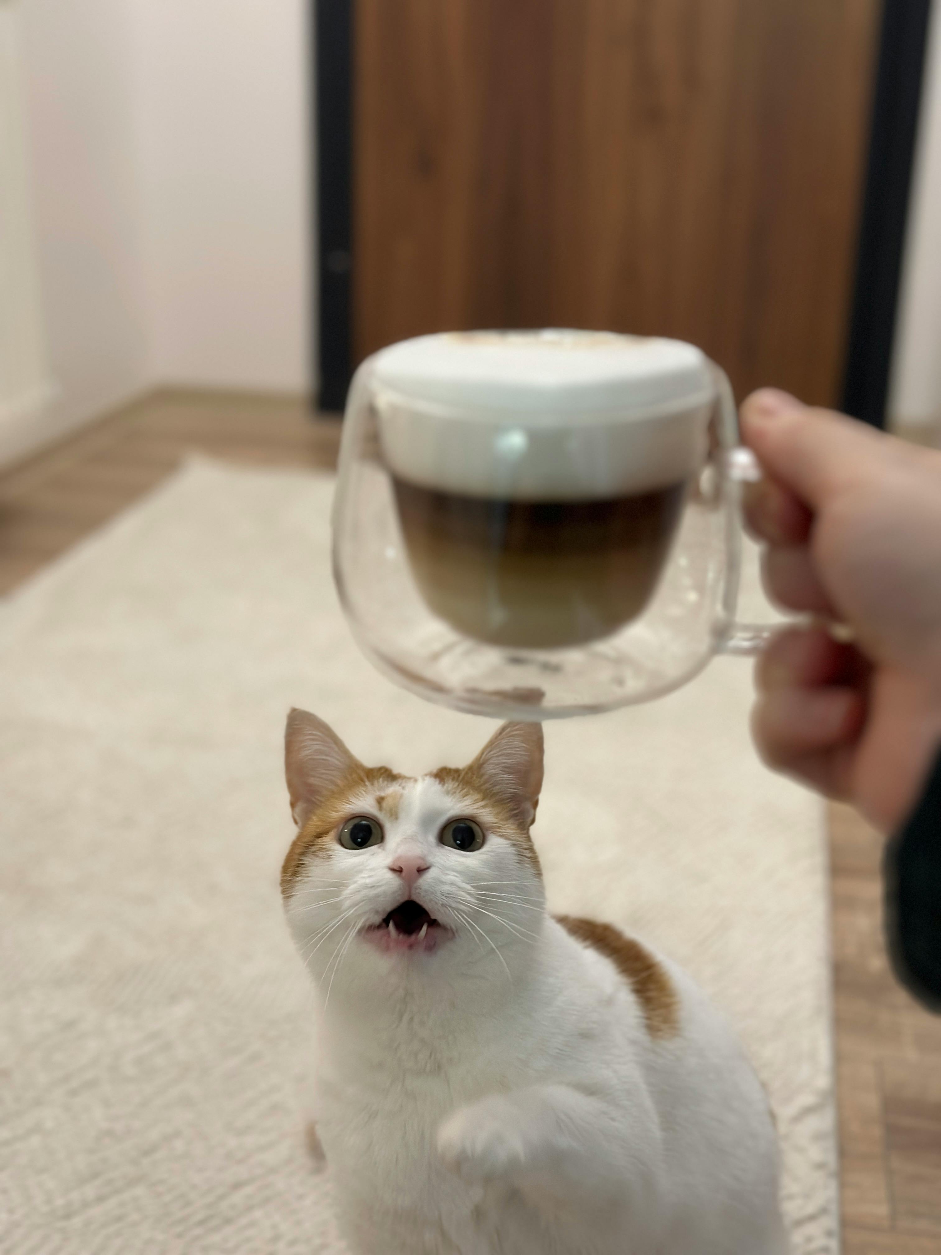 Un chaton blanc et une tasse de café | Source : Pexels