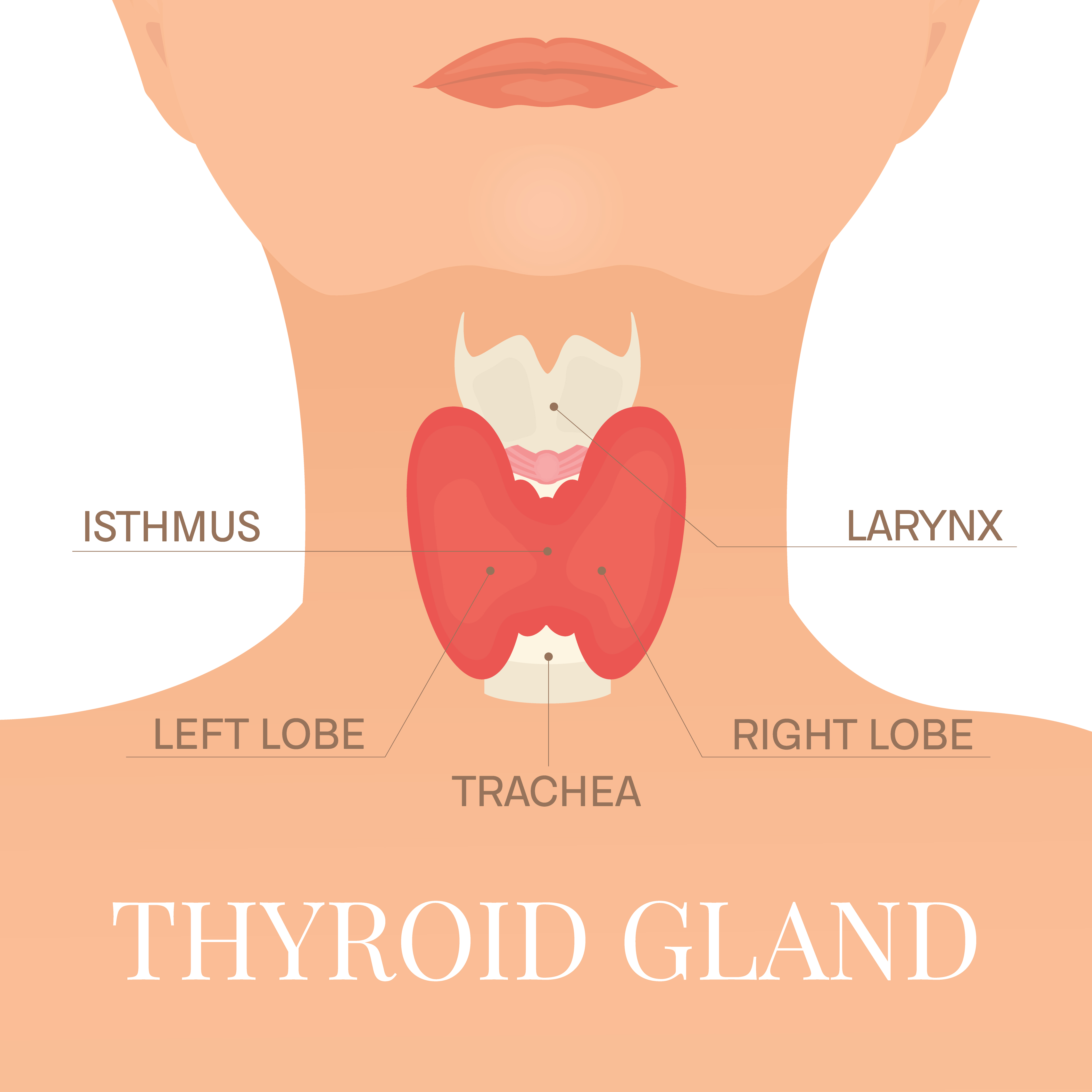 Représentation visuelle de l'anatomie de la thyroïde et de son emplacement dans le cou | Source : Getty Images