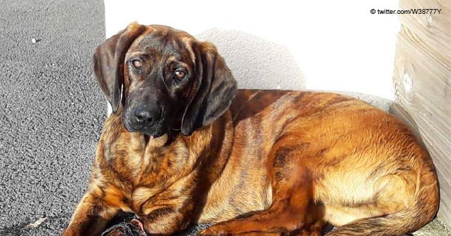 Onnie, la chienne d'un pompier a disparu le 17 février à Vannes : les pompiers appellent à la solidarité