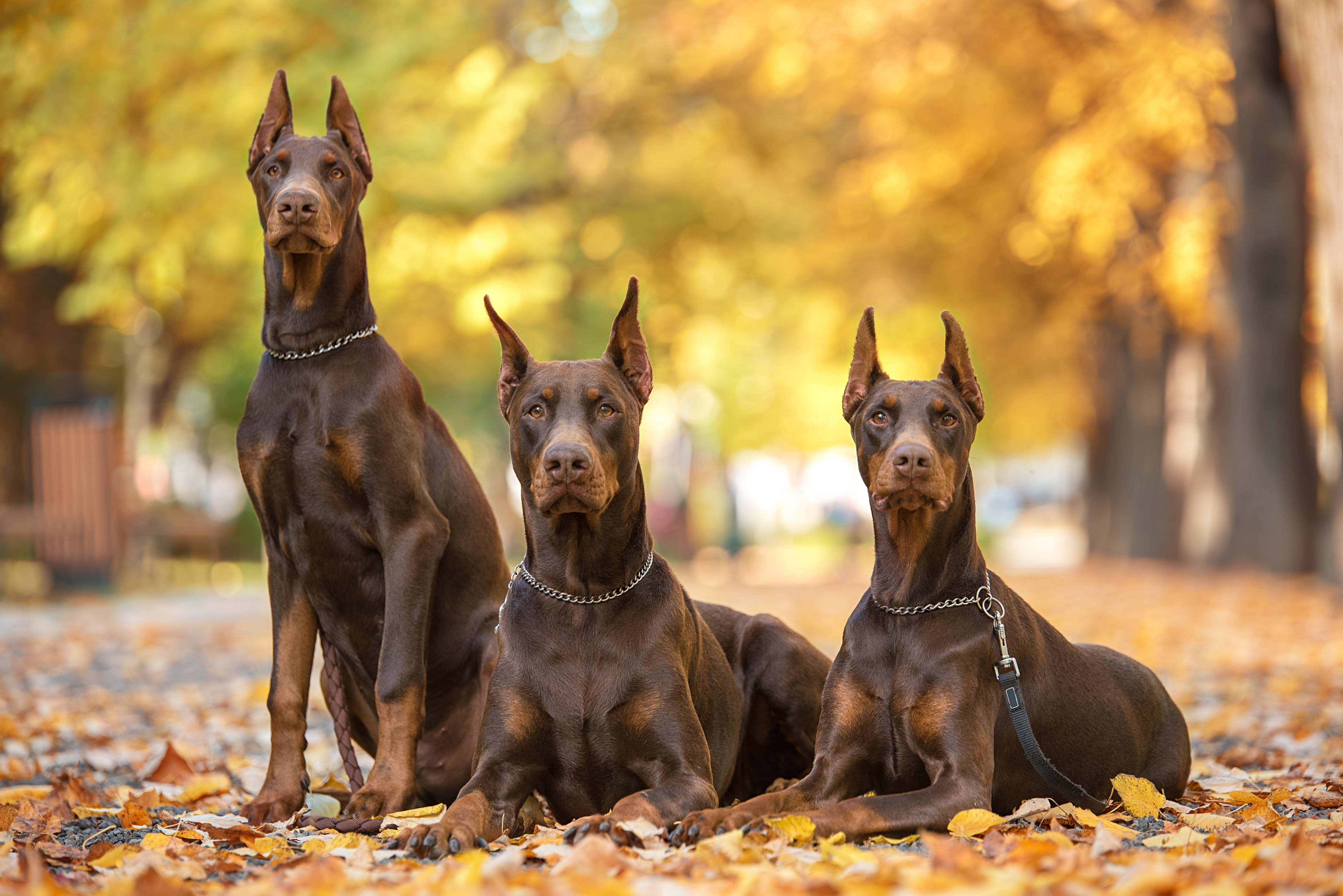 Tres perros | Fuente: Shutterstock