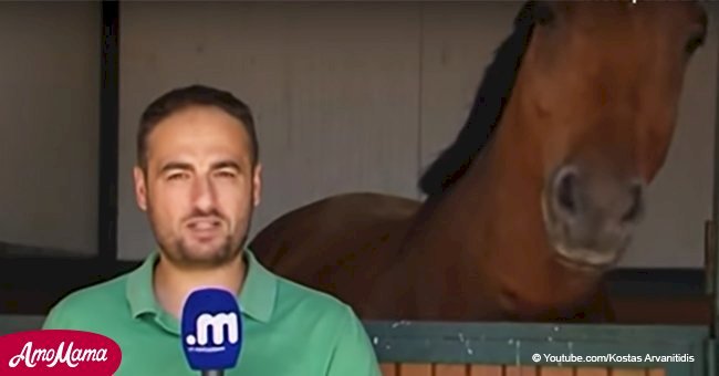 Un journaliste pose devant la caméra mais la réaction du cheval fait rire les gens