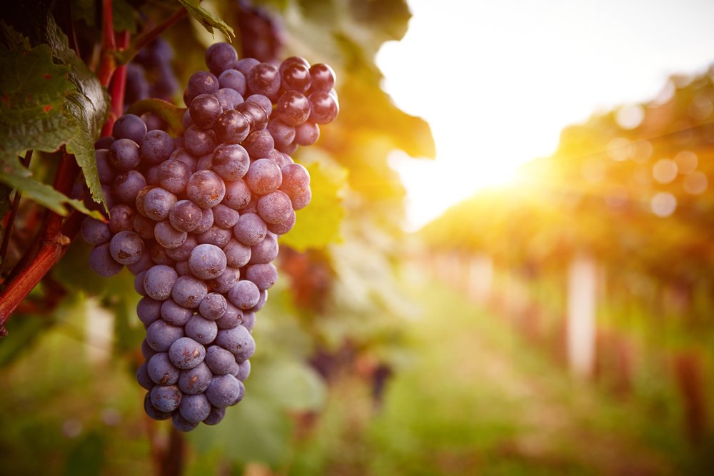 Vignobles au coucher du soleil dans la récolte d'automne | Source: Shutterstock
