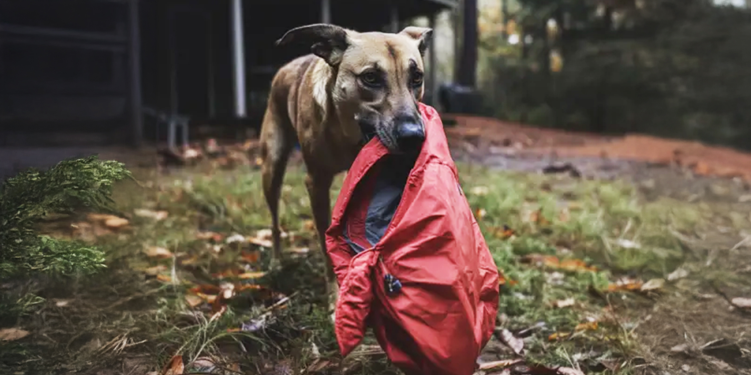 Un chien portant une veste | Source : Amomama