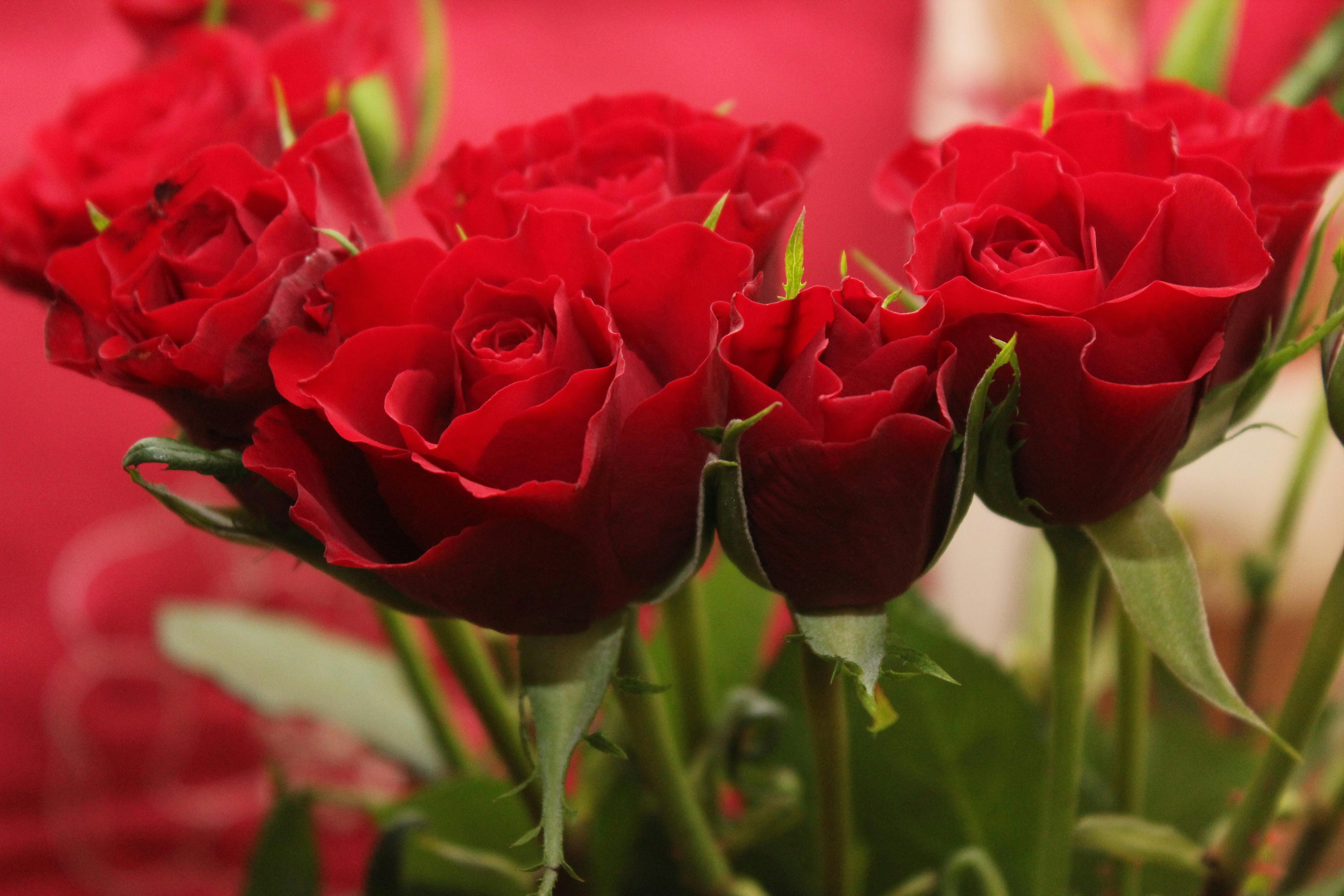 Bouquet de roses rouges | Source : Pexels