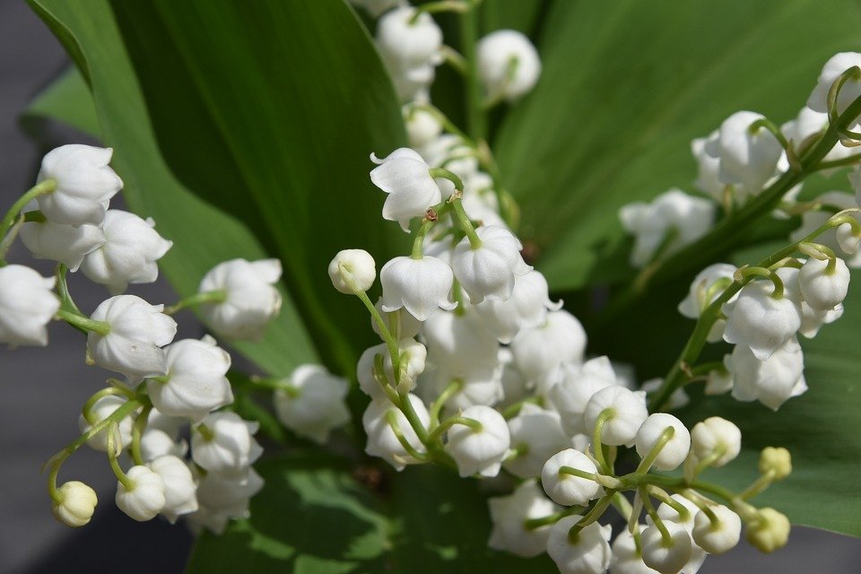 Fleur de muguet. | Photo : Pixabay