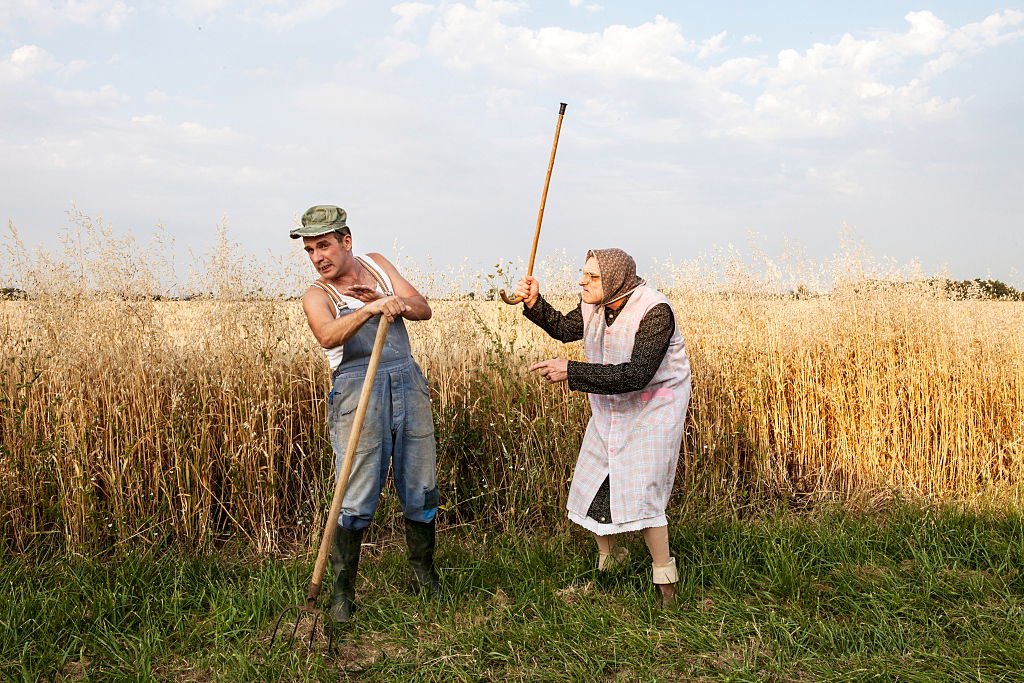 Les bodin's dans un champ. | Photo : Getty Images