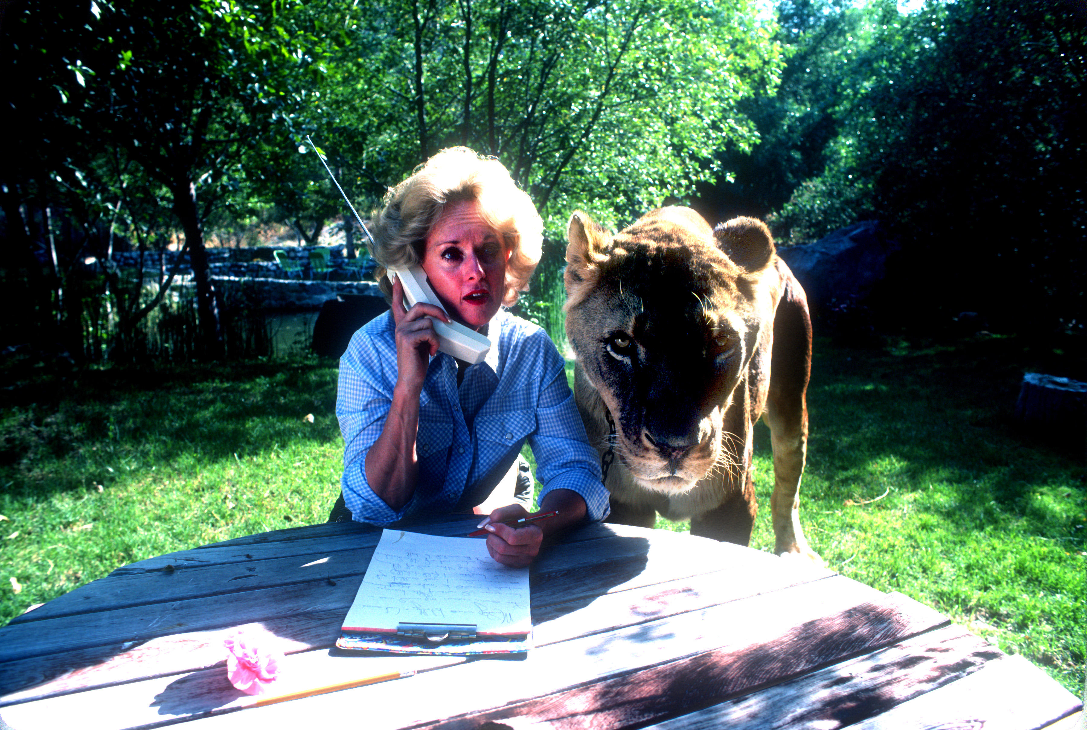 Tippi Hedren parle sur un téléphone portable avec un lion femelle adulte à côté d'elle à Saugus, Californie, le 16 novembre 1983. | Source : Getty Images