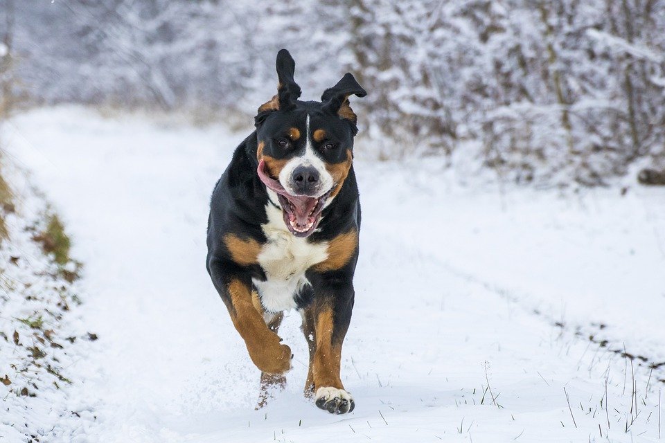 Un chien qui court dans la neige | Photo : Pixabay