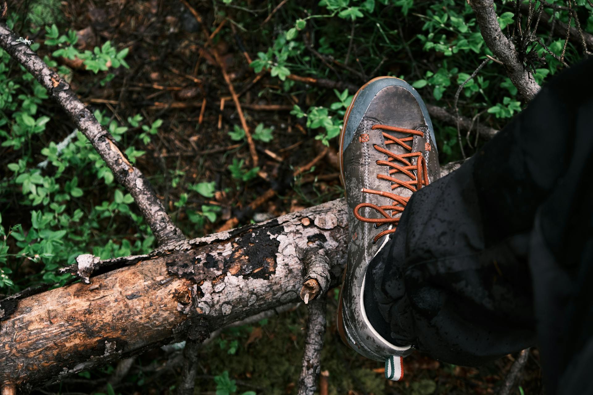 Gros plan sur une chaussure d'homme dans une forêt | Source : Pexels