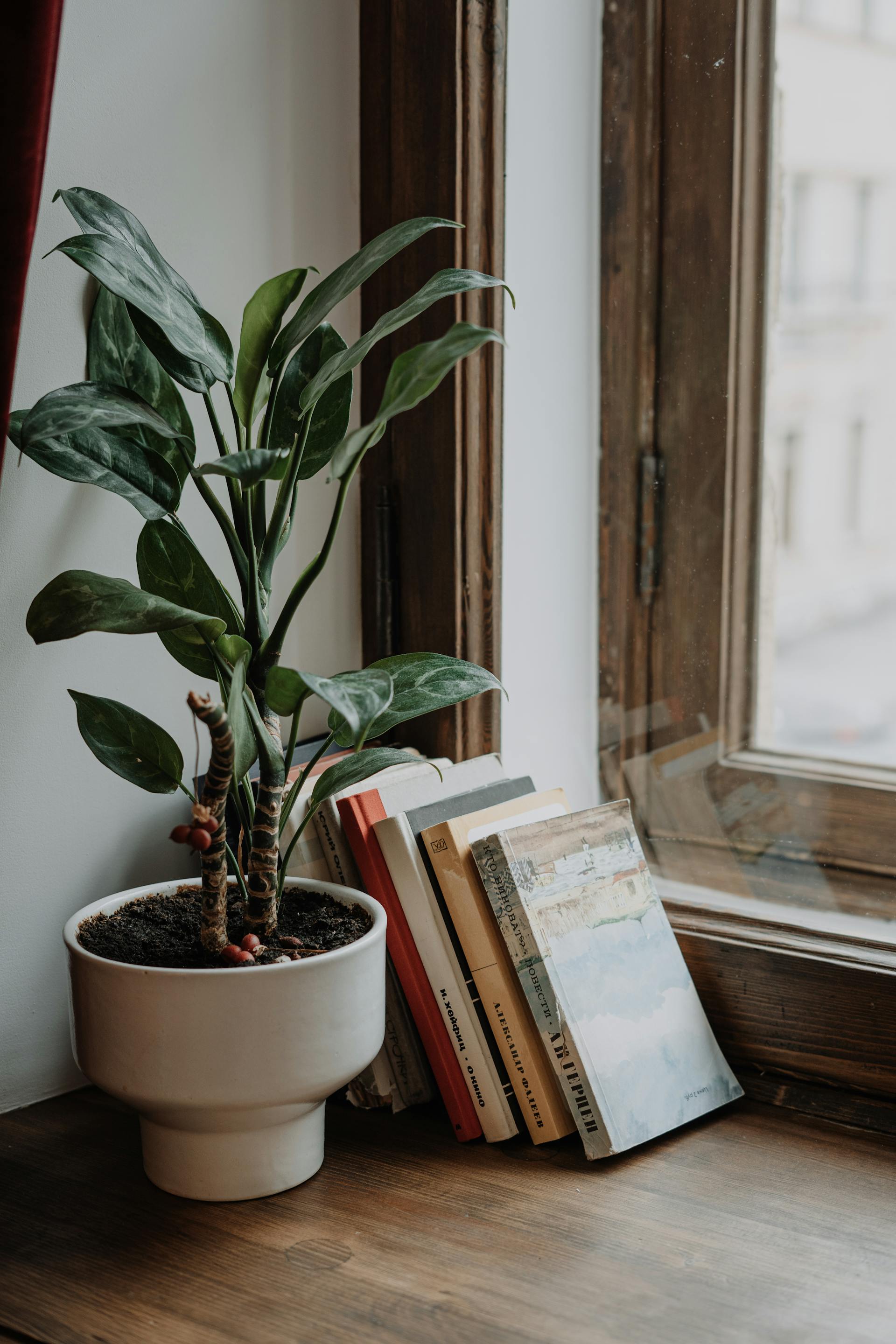 Une plante en pot et des livres posés près de la fenêtre | Source : Pexels
