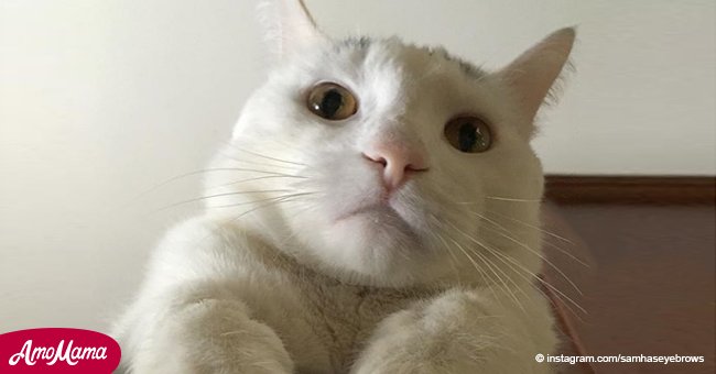 Un chat fait sensation sur Internet à cause de ses sourcils inhabituels
