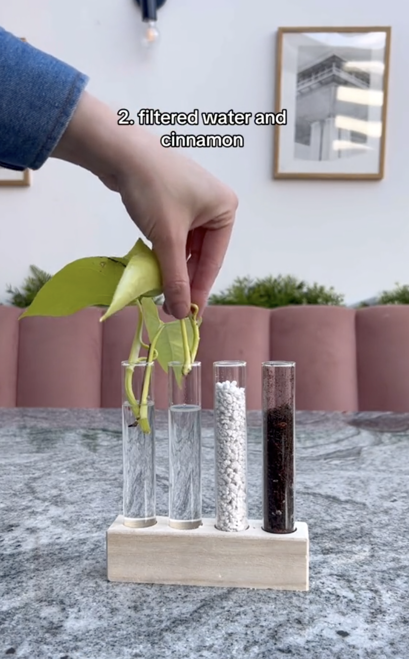 Une bouture de pothos néon avec de la cannelle appliquée sur la tige, étant placée dans un tube à essai avec de l'eau dans un clip téléchargé le 5 octobre 2024 | Source : TikTok/thelittlelifelately