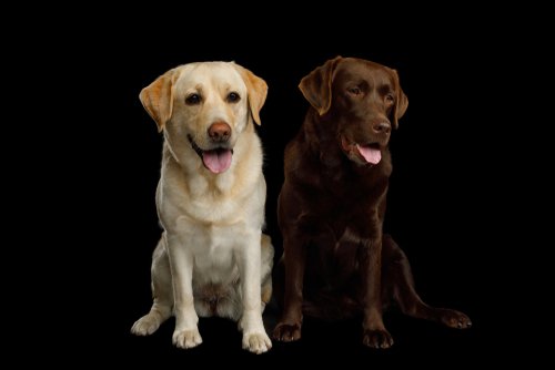 Deux labradors | sources : Shutterstock