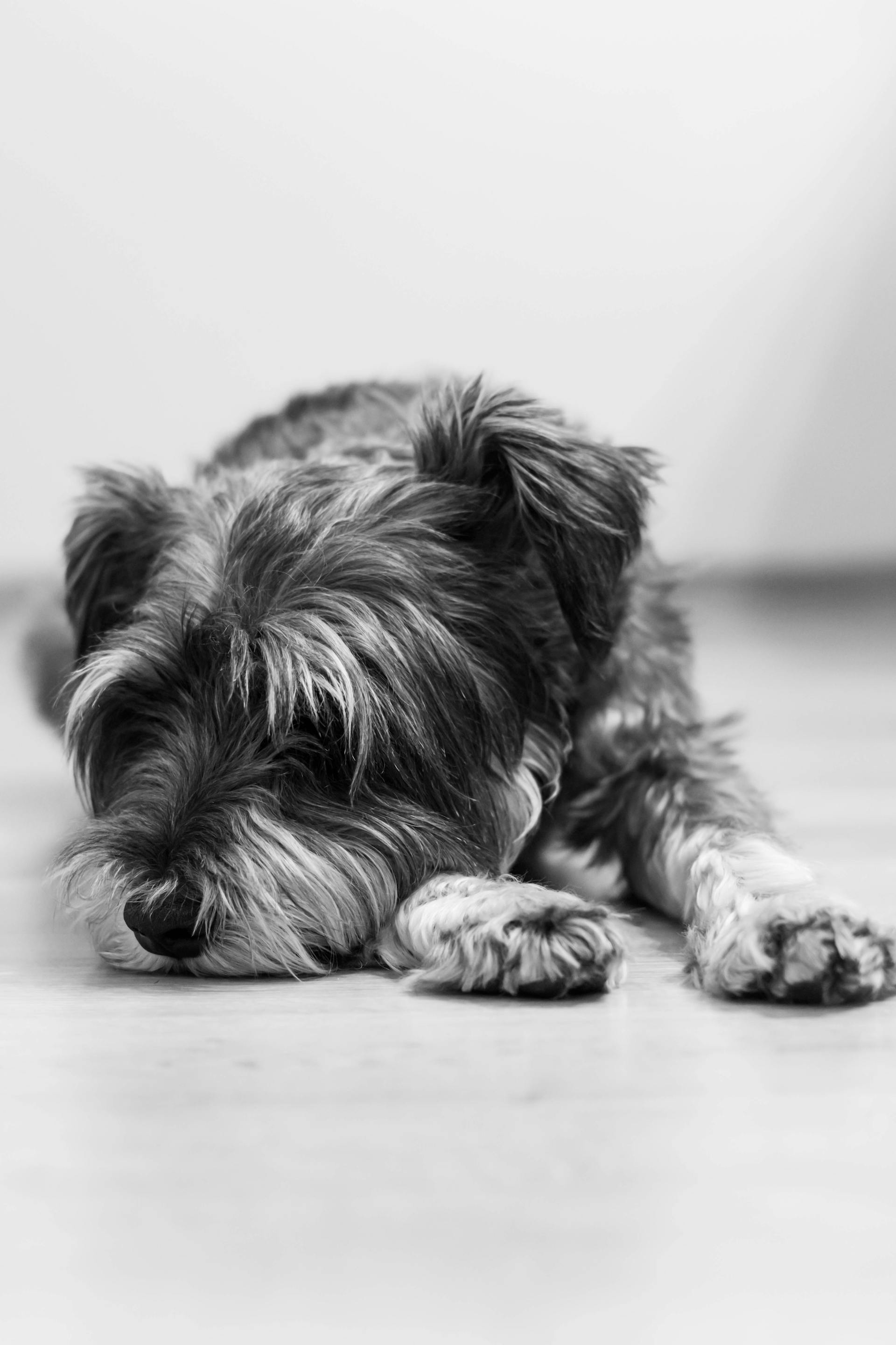 Photo en niveaux de gris d'un chien qui se repose sur le sol | Source : Pexels