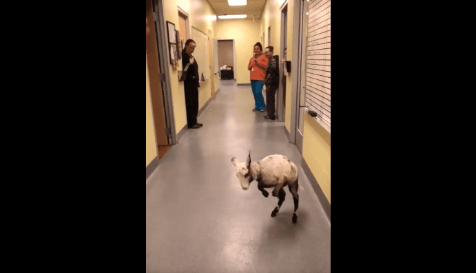 Je veux danser avec quelqu'un, un corps de baa baa baa baa baa qui m'aime. | Photo : Facebook/Longview Animal Care and Adoption Center