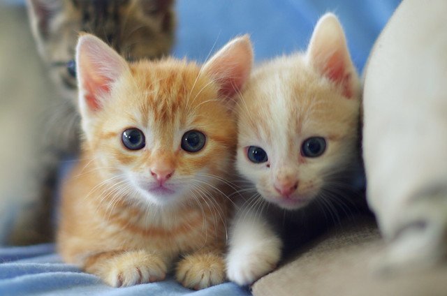 Deux petits chatons. l Source: Flickr